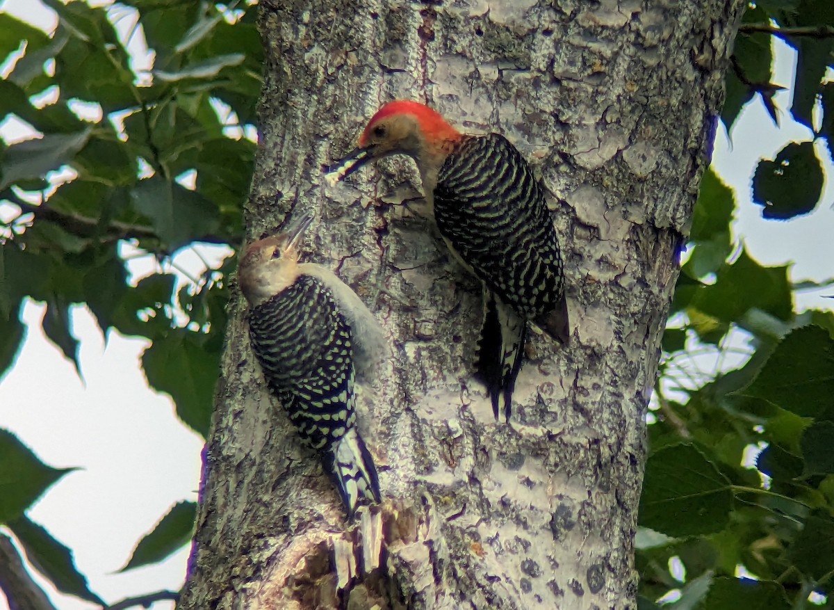 Red-bellied Woodpecker - Matthew Tobey