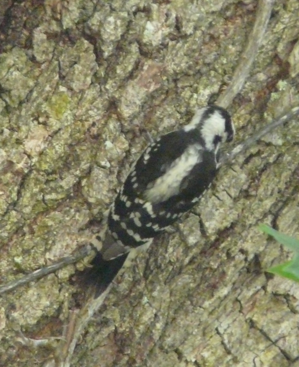 Downy Woodpecker - ML582667881