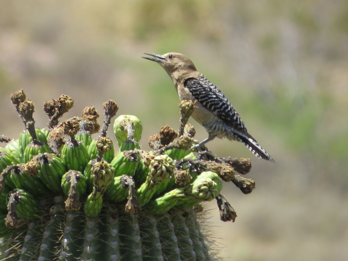 Gila Woodpecker - ML582667911