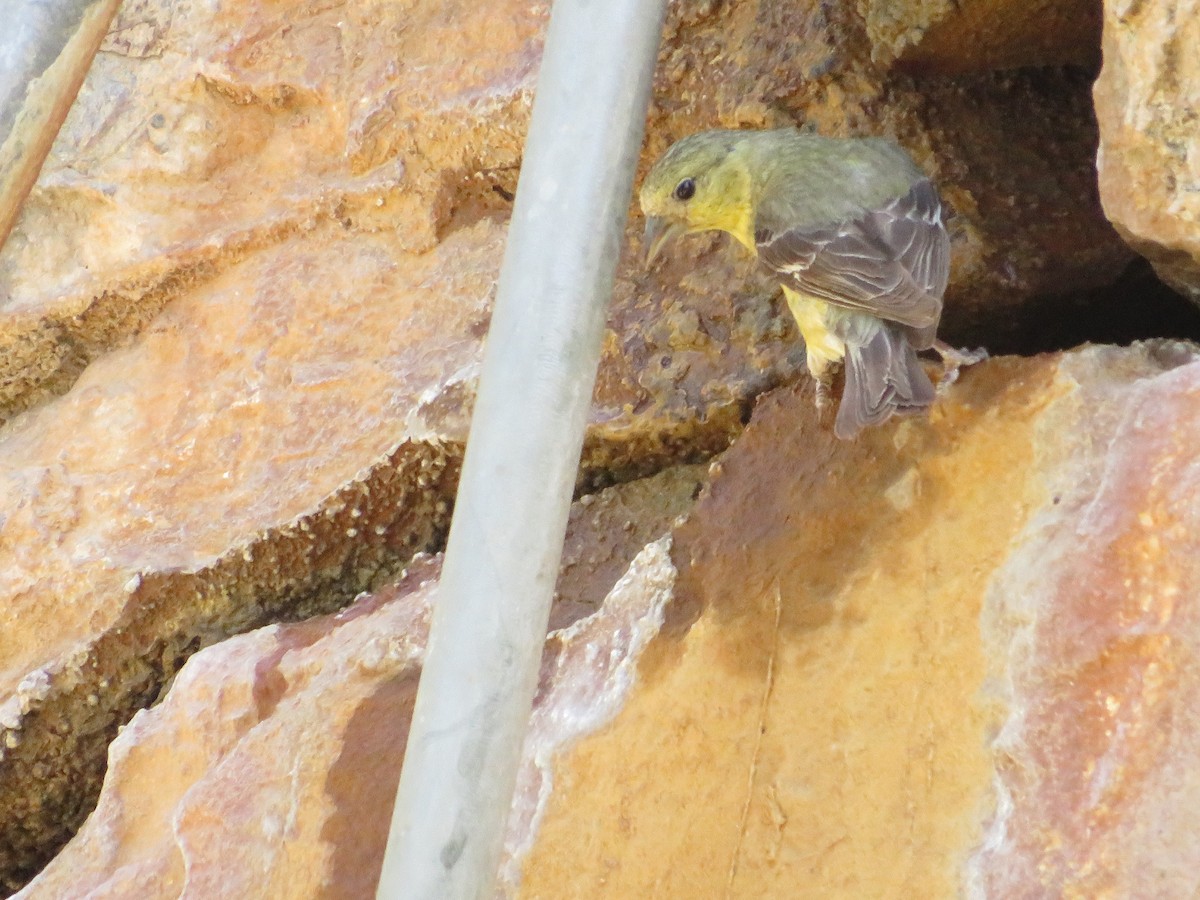 Lesser Goldfinch - ML582667991