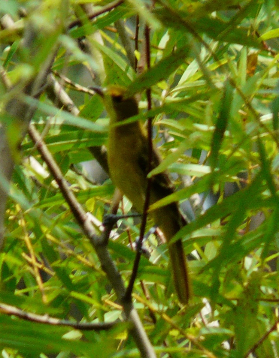 Orchard Oriole - ML582668121