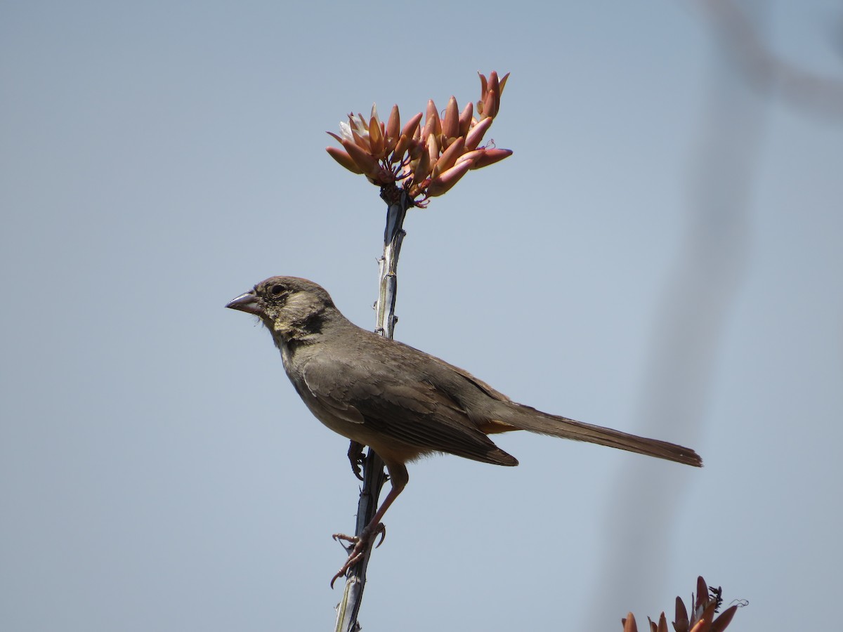 Canyon Towhee - ML582668301