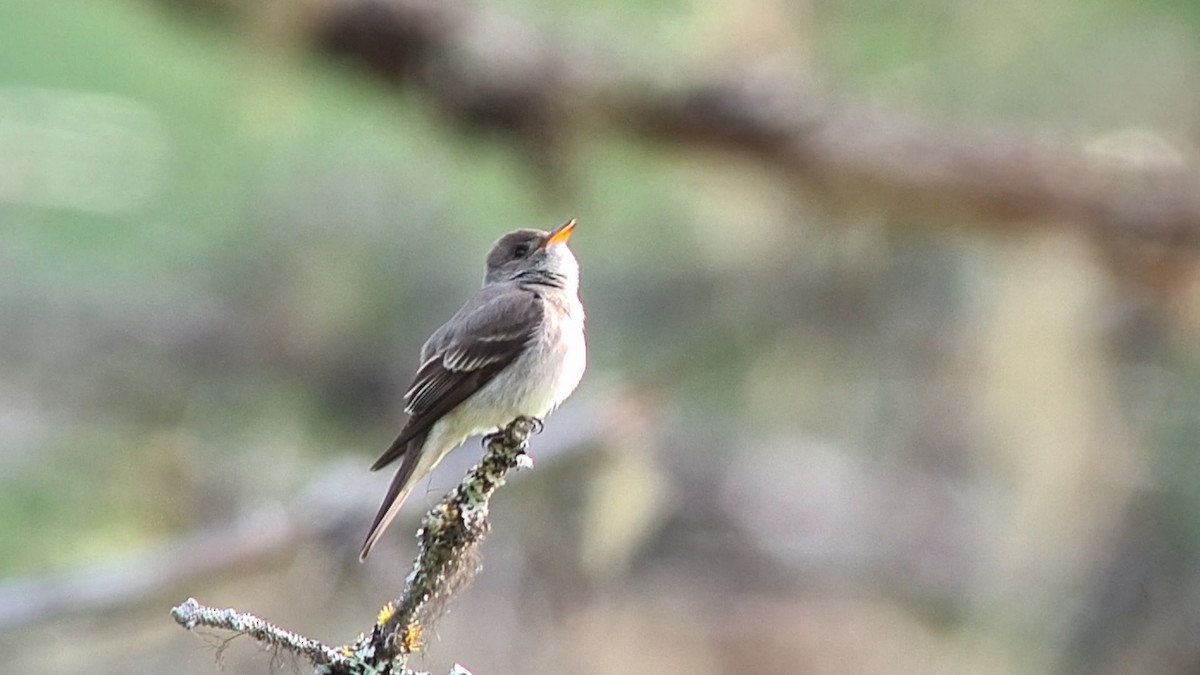 Western Wood-Pewee - ML582669151