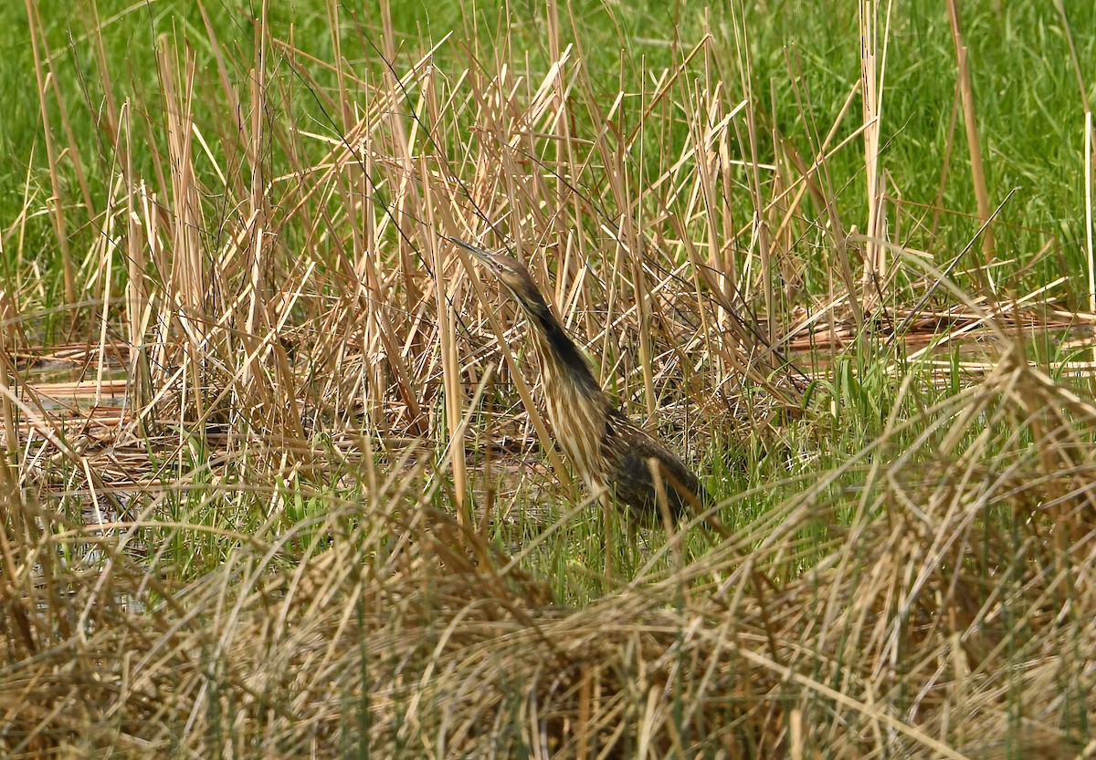 American Bittern - ML582669501