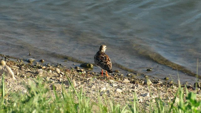 Ruddy Turnstone - ML582669761