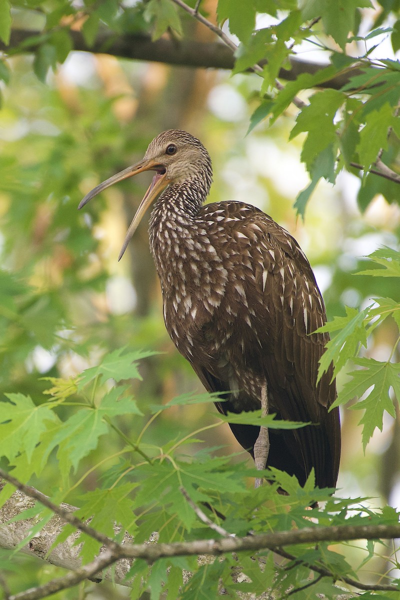 Limpkin - ML582669971