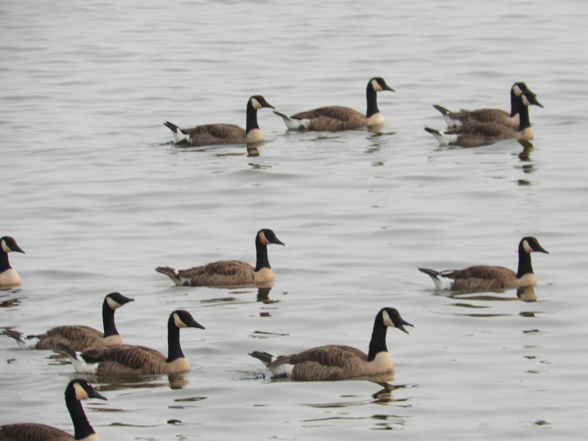 Canada Goose - ML582670361