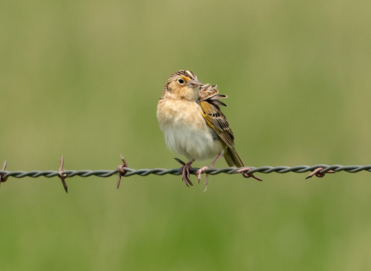 Grasshopper Sparrow - ML582670471