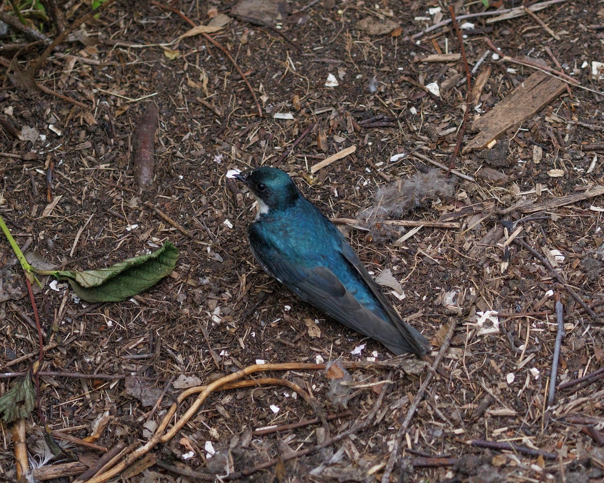 Tree Swallow - ML582670961