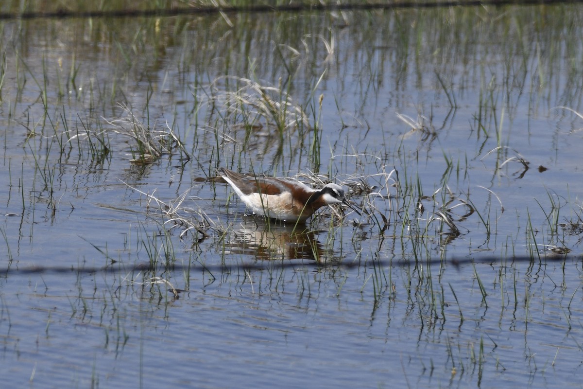 Wilson's Phalarope - James White