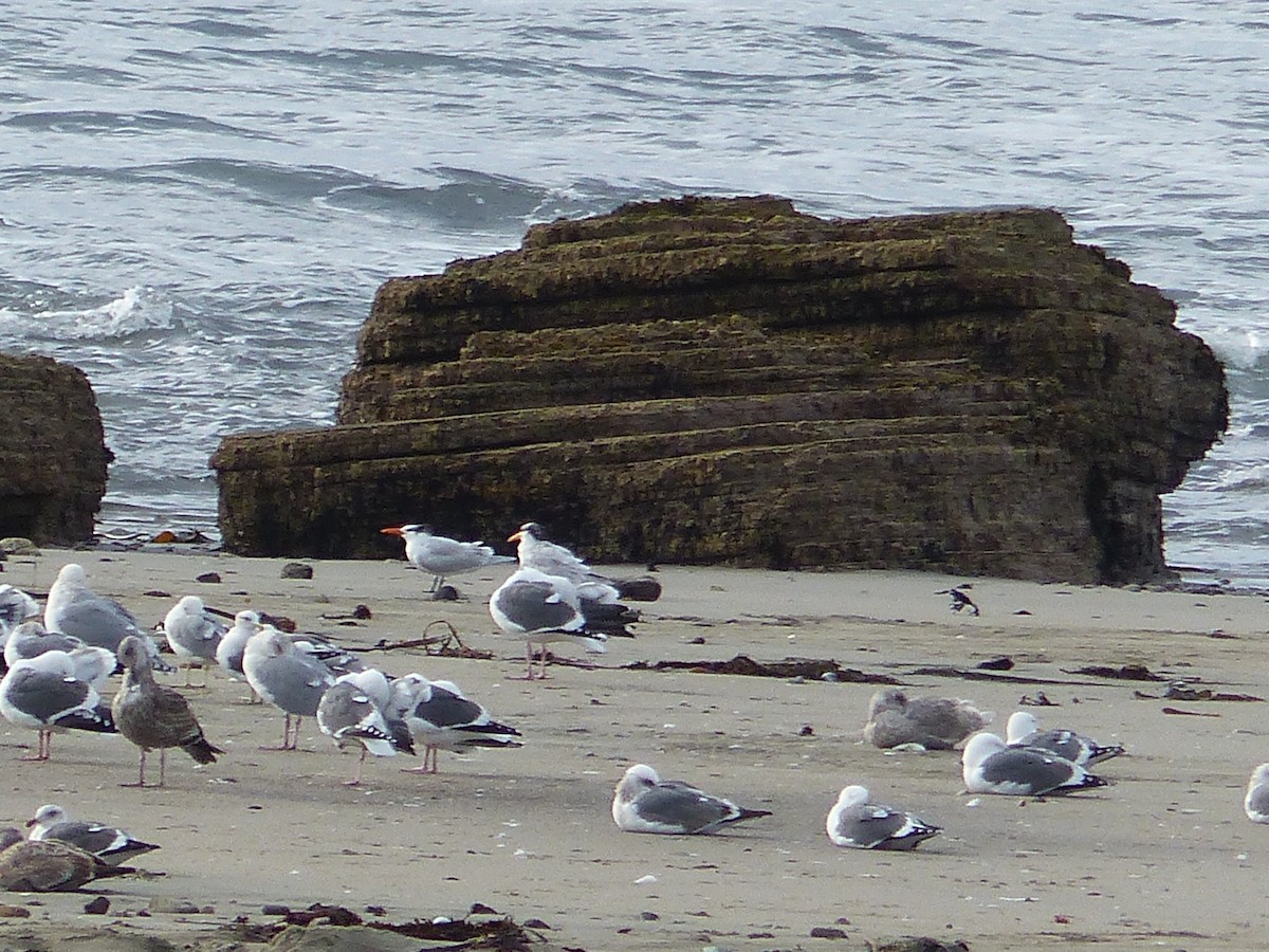 Royal Tern - ML582671911