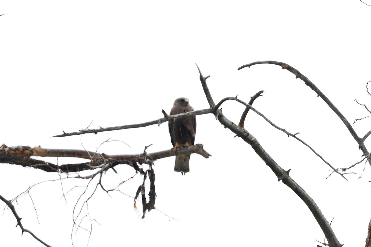 Swainson's Hawk - Deanna McLaughlin