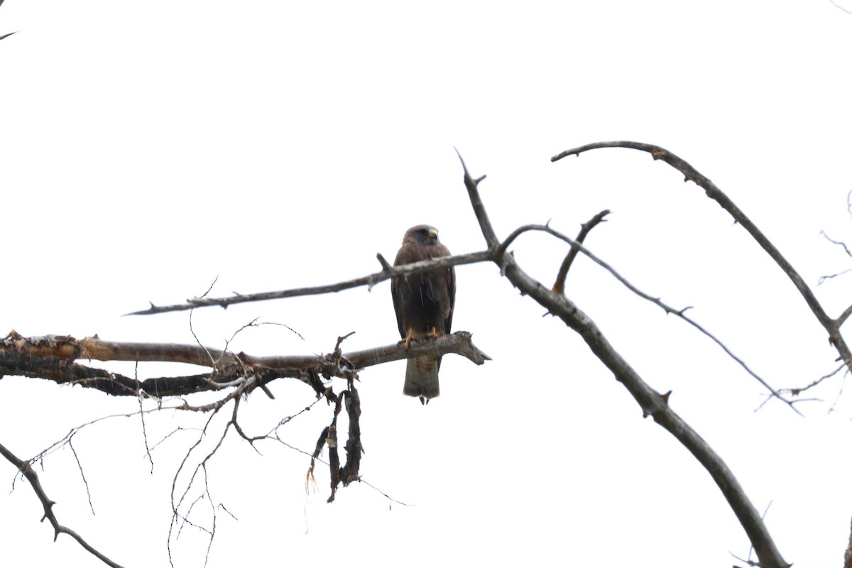 Swainson's Hawk - ML582672521