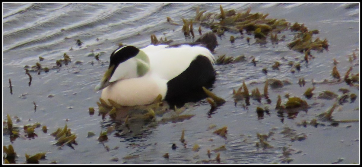 Common Eider - ML582674361