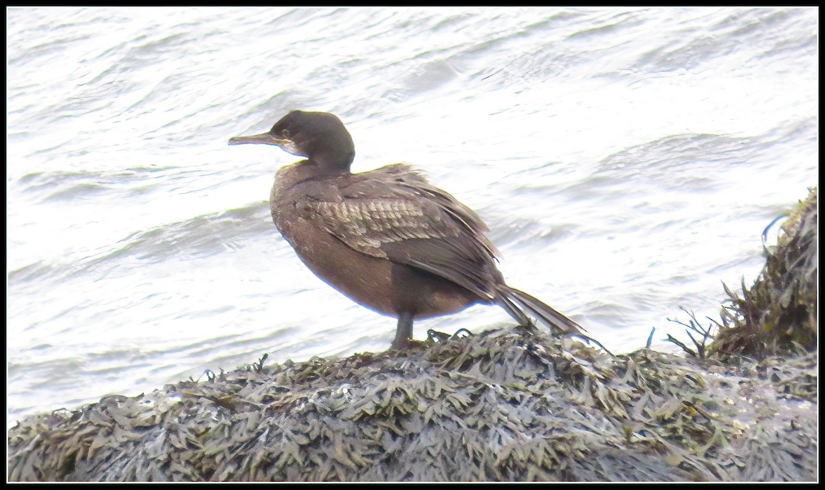 European Shag - ML582674391