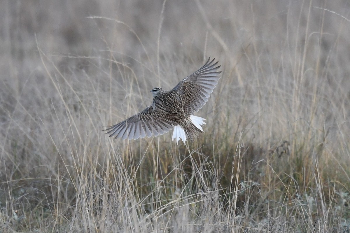 Chihuahuan Meadowlark - ML582674661