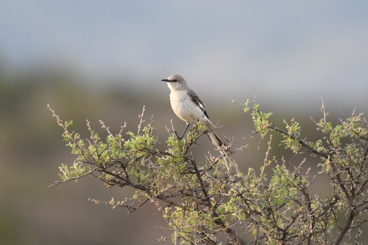 Northern Mockingbird - Clay Bliznick