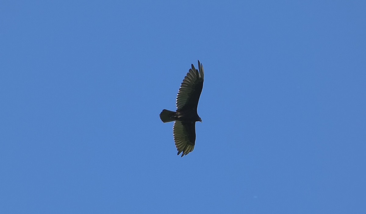 Turkey Vulture - Isaac Petrowitz