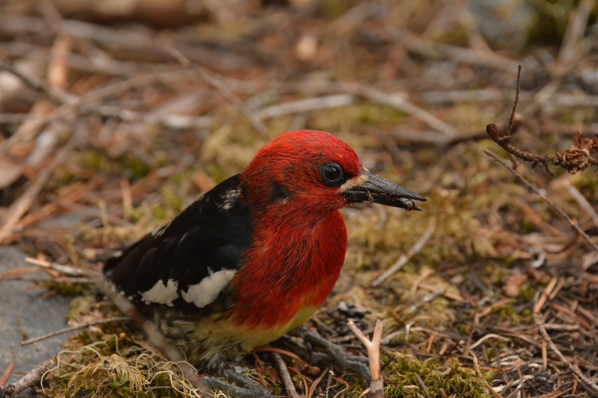 Red-breasted Sapsucker - ML582675901