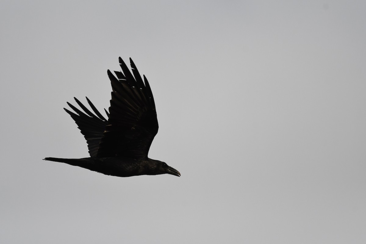 Common Raven - Clay Bliznick