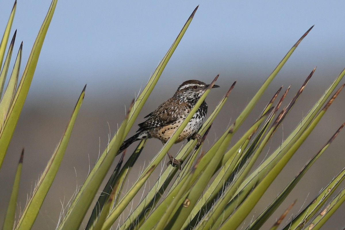 Cactus Wren - Clay Bliznick