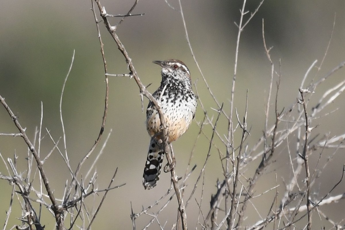 Cactus Wren - ML582676141