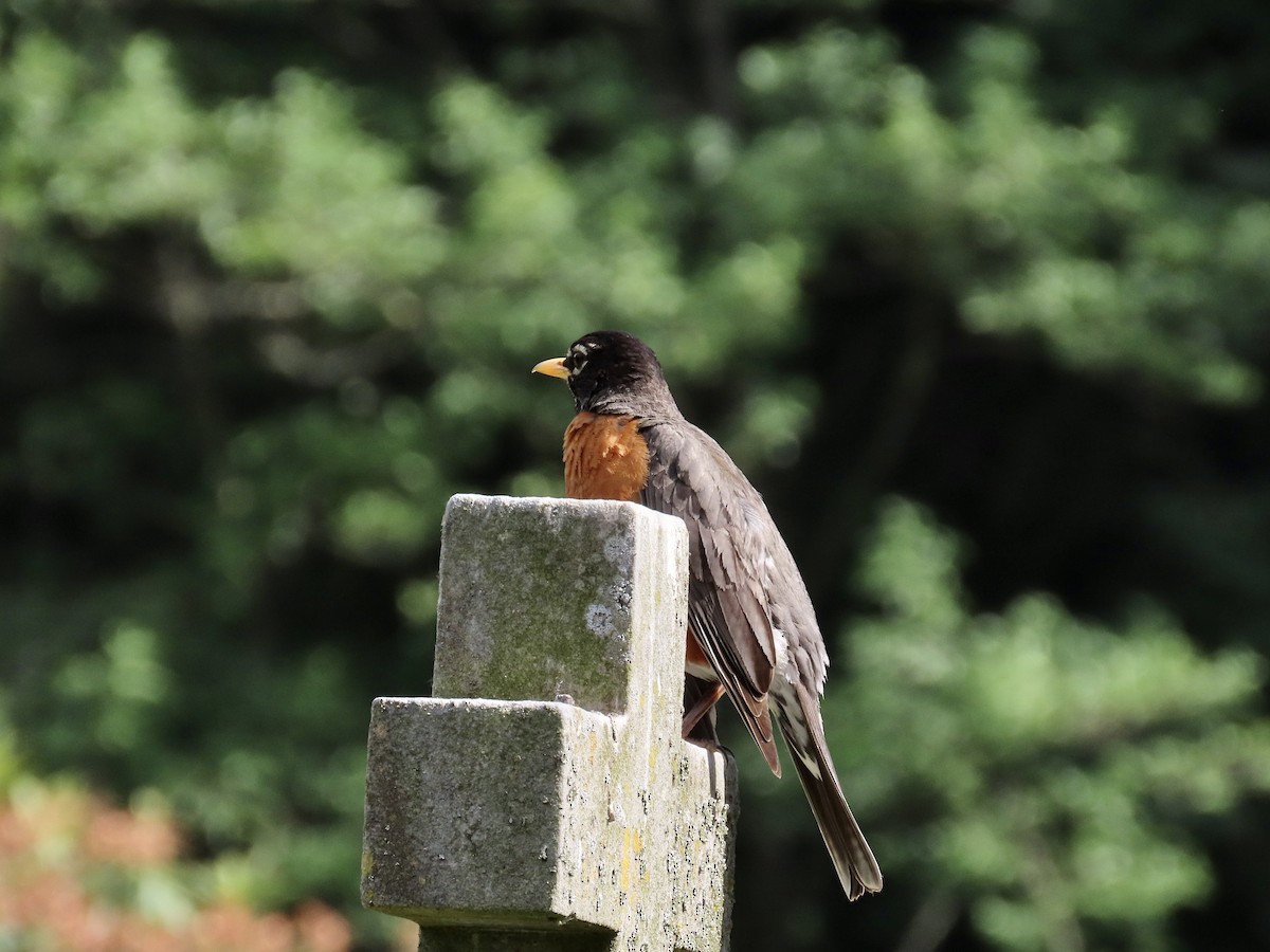 American Robin - ML582676161