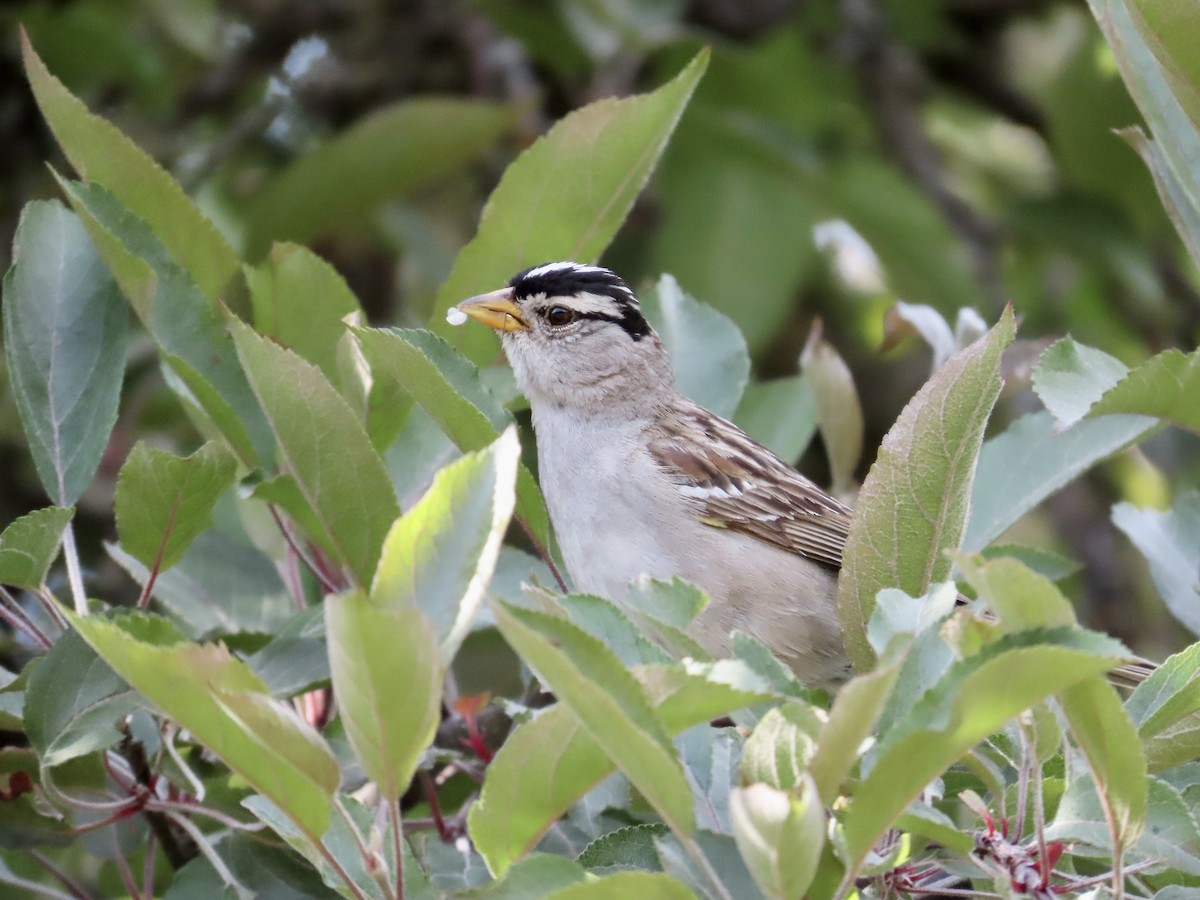 White-crowned Sparrow - ML582676301