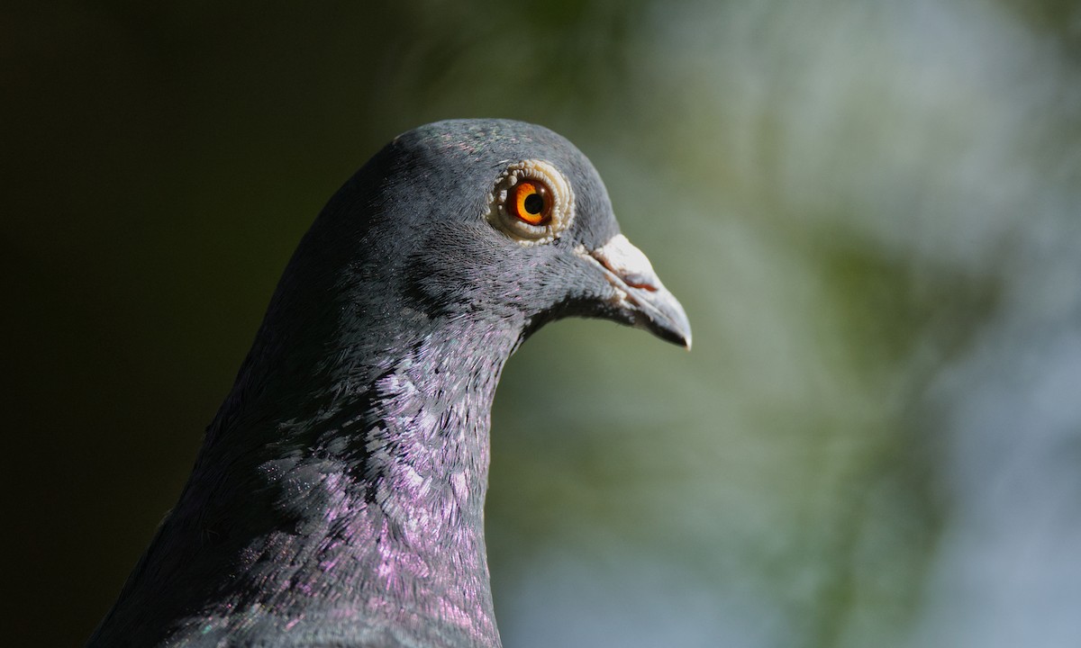 Rock Pigeon (Feral Pigeon) - ML582676671