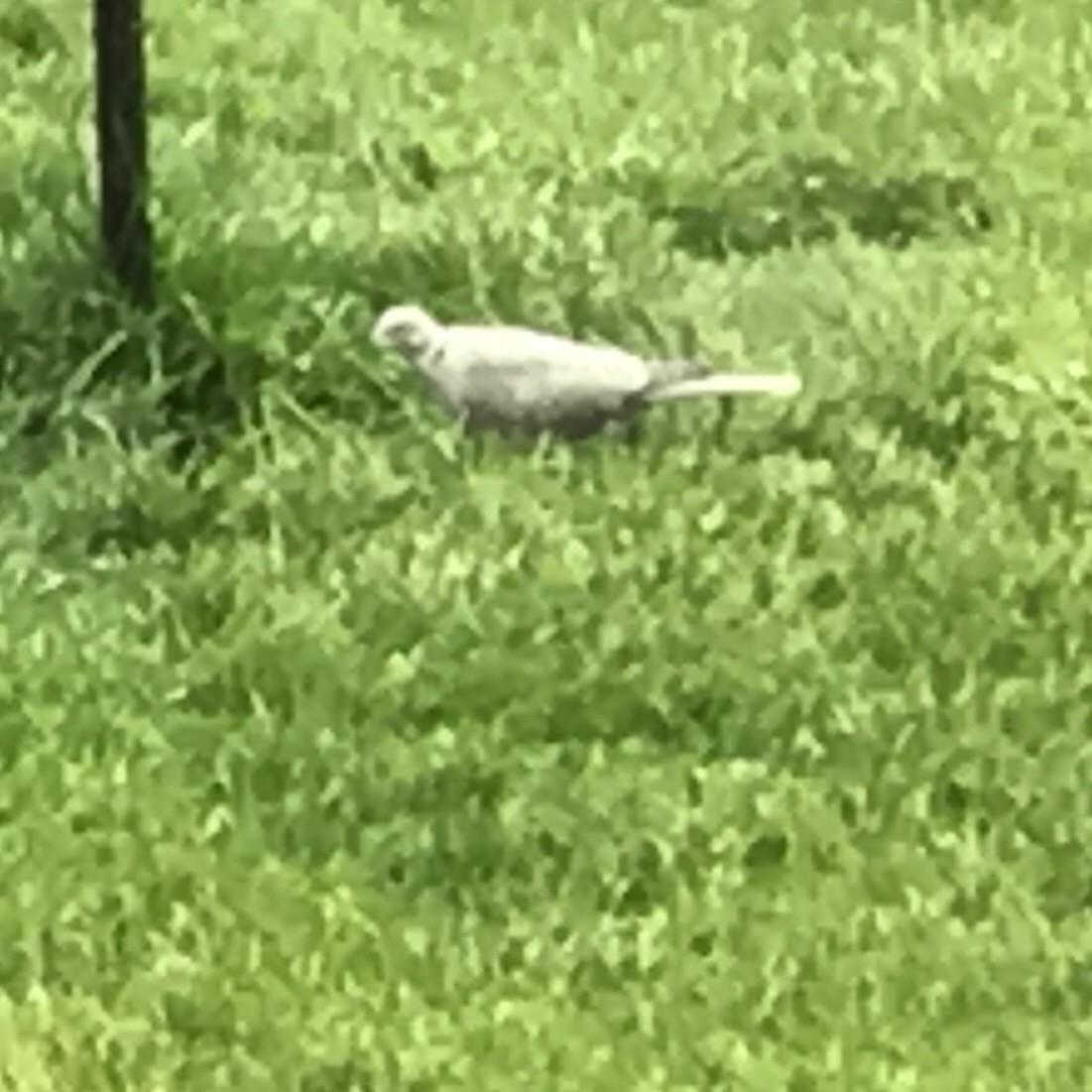 Eurasian Collared-Dove - ML58267691