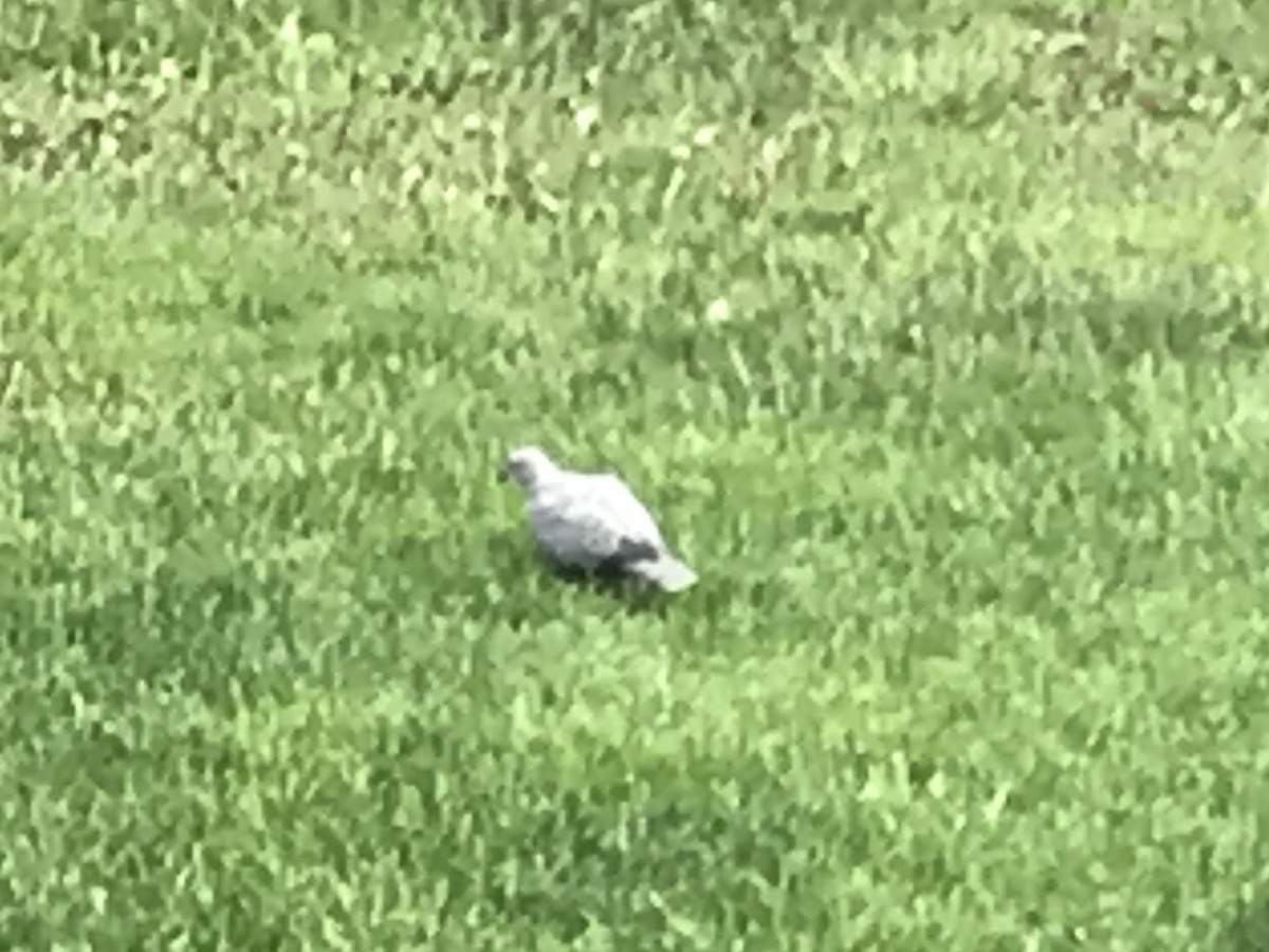 Eurasian Collared-Dove - ML58267711