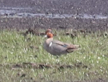 Green-winged Teal - ML582677601