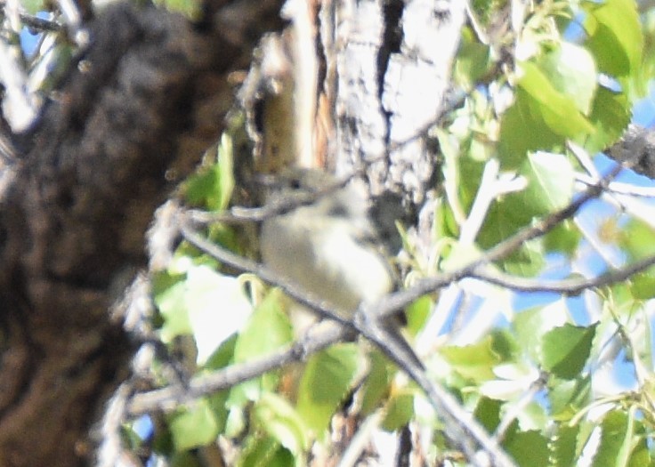 Hutton's Vireo - ML582678341
