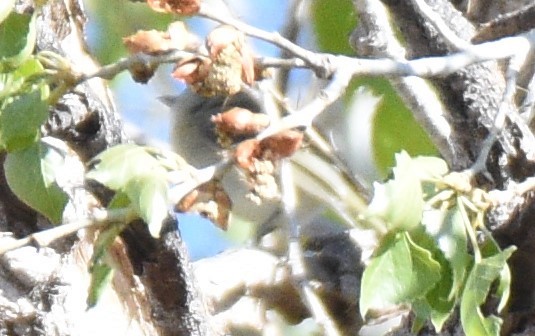 Hutton's Vireo - ML582678351