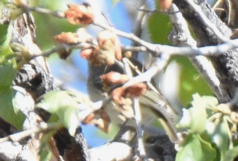 Hutton's Vireo - ML582678361