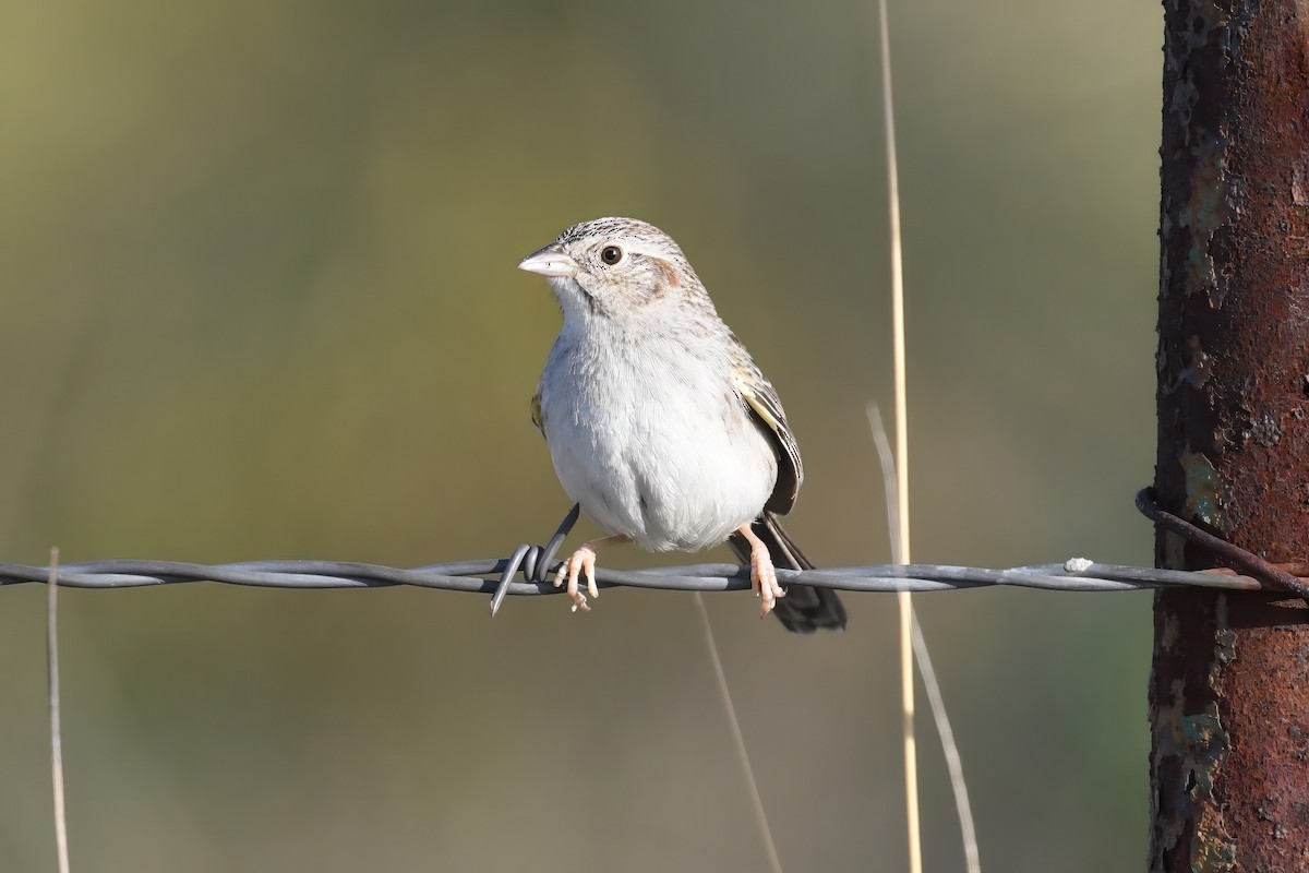 Cassin's Sparrow - Clay Bliznick