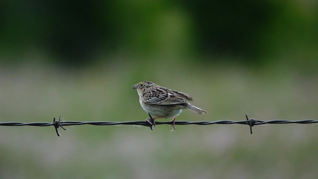 Grasshopper Sparrow - ML582679751