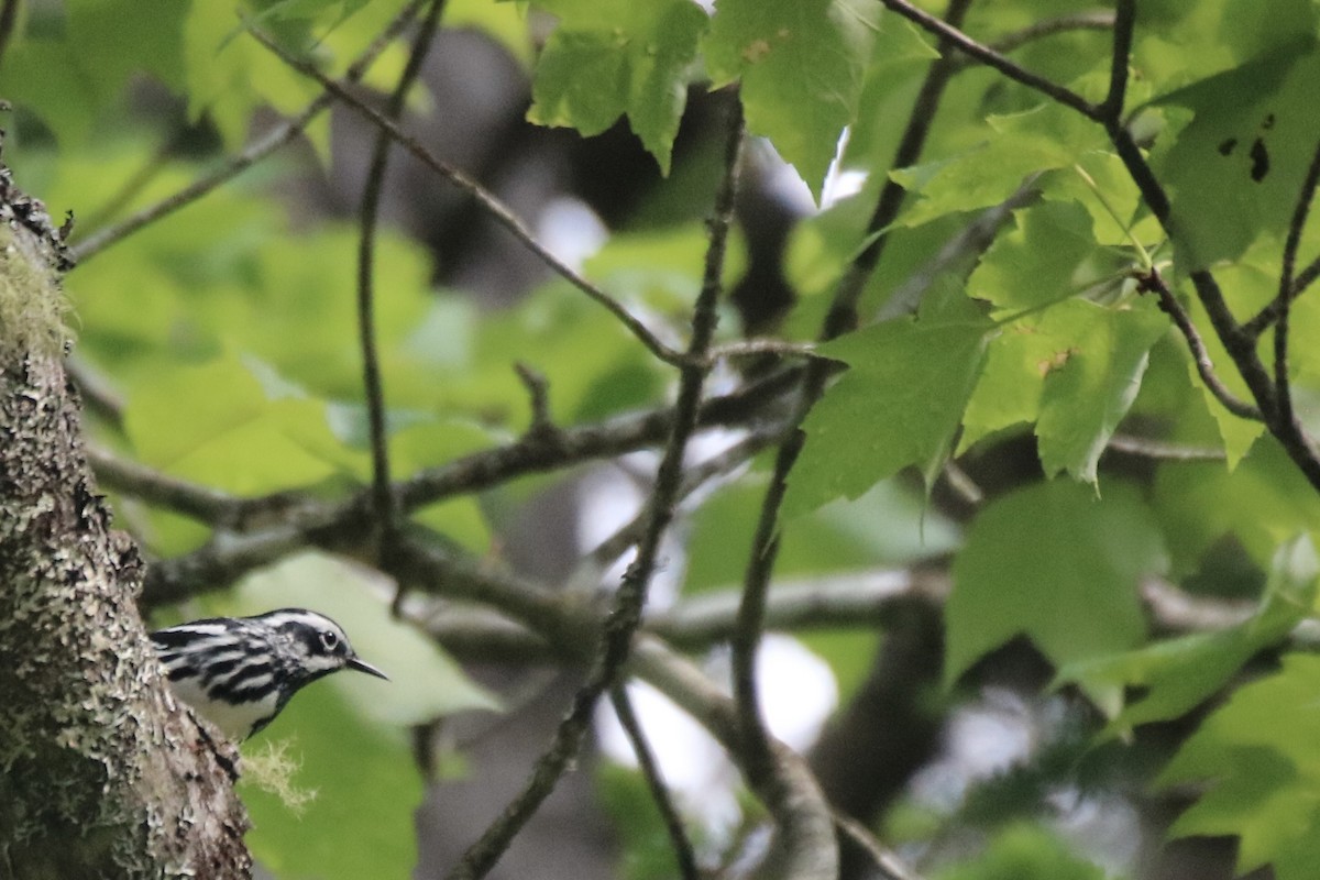 Black-and-white Warbler - Kelly Krechmer