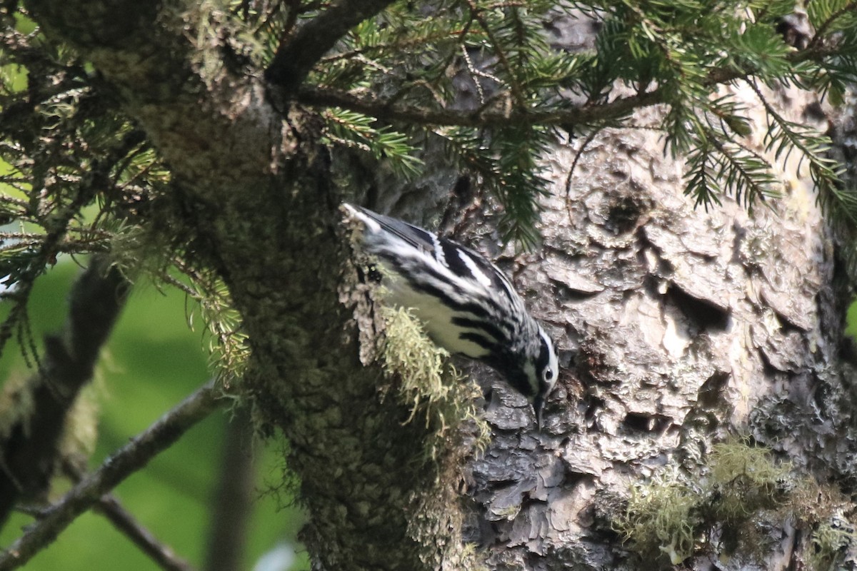 Black-and-white Warbler - Kelly Krechmer