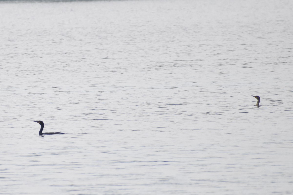 Double-crested Cormorant - ML582681231