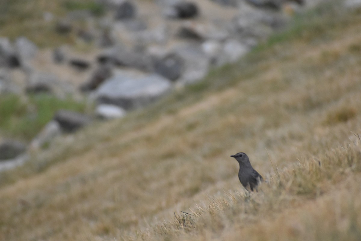 Gray Catbird - ML582681301