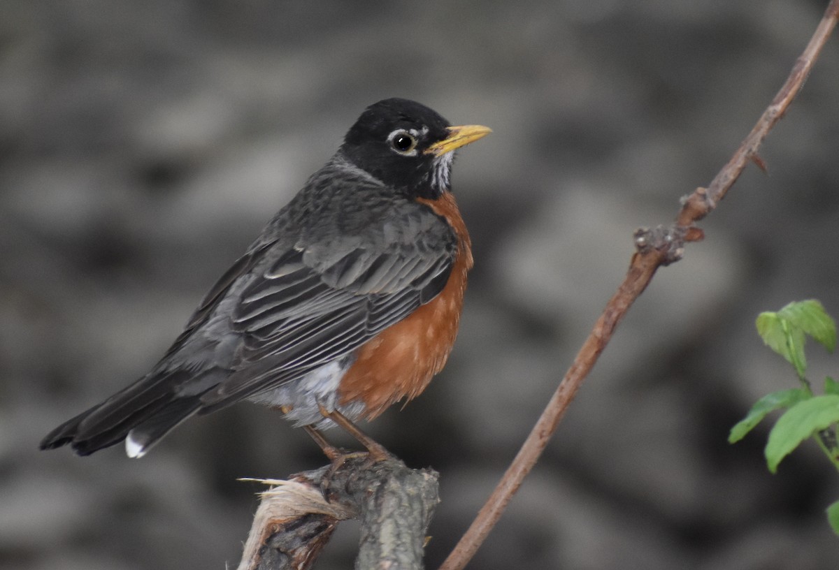 American Robin - ML582681381