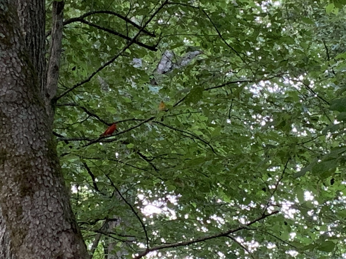 Summer Tanager - Heather Mayer