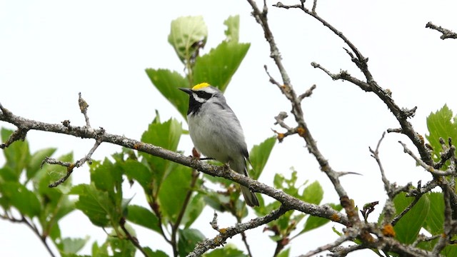 Goldflügel-Waldsänger - ML582681701