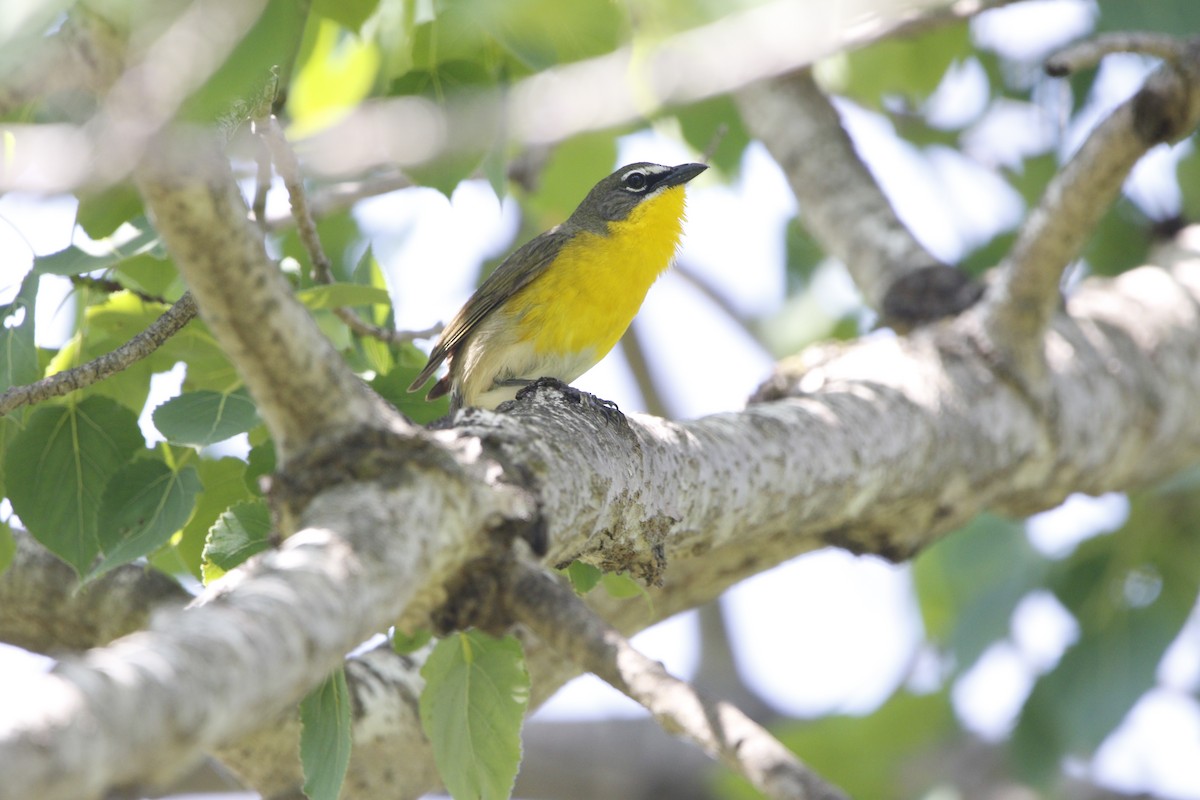 Yellow-breasted Chat - ML582682091