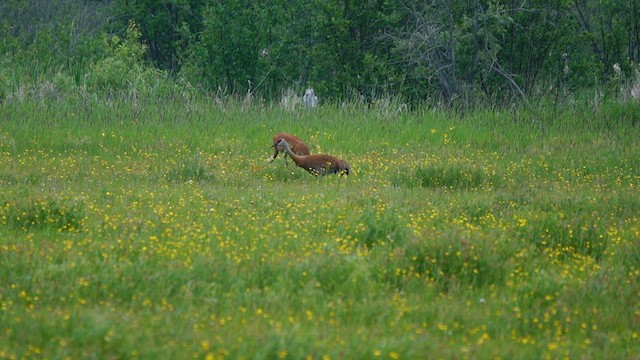 Sandhill Crane - ML582682131