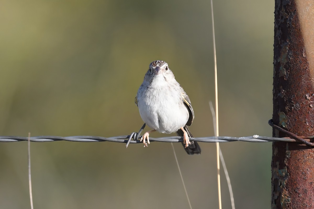 Cassin's Sparrow - Clay Bliznick