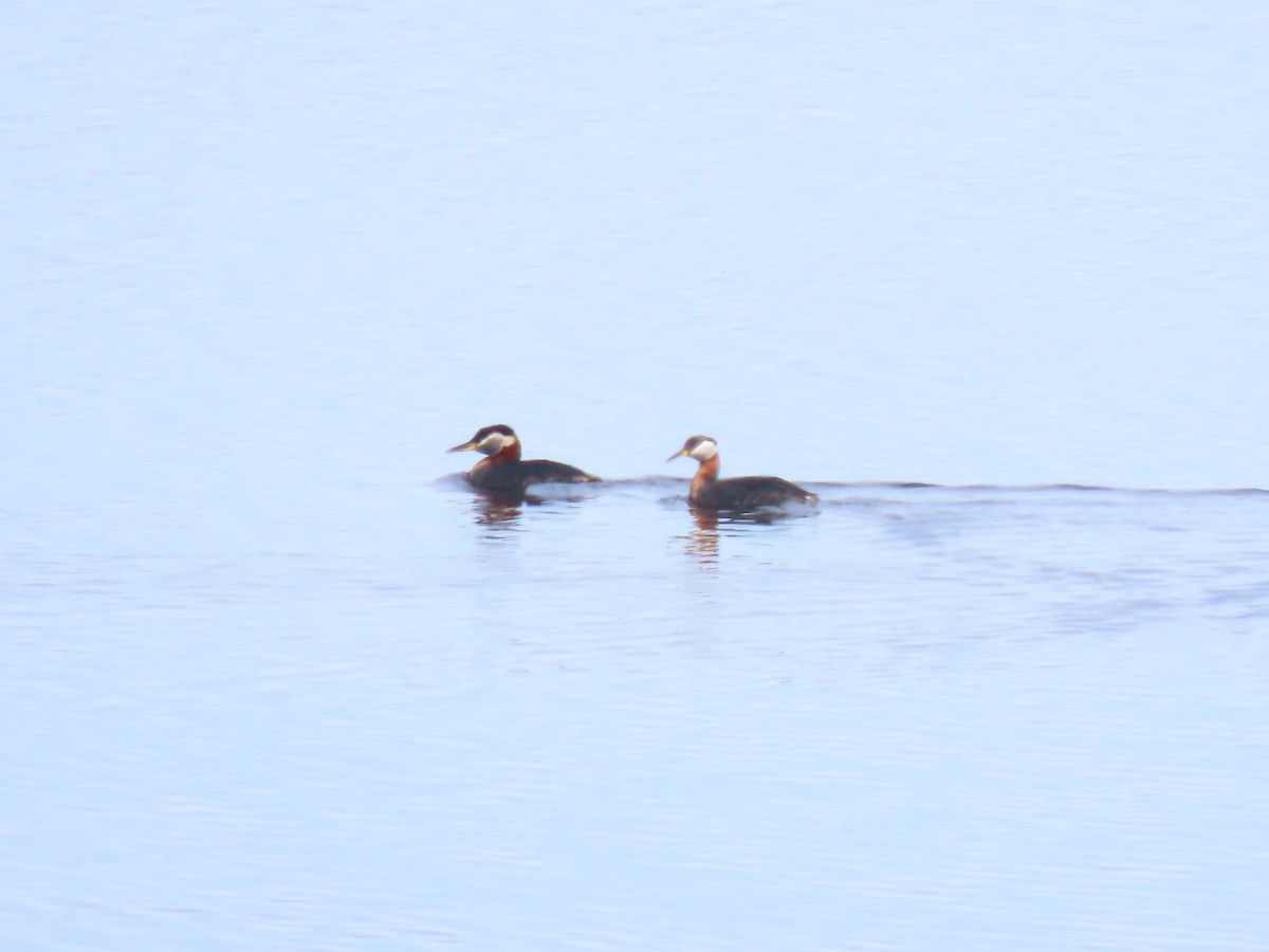 Red-necked Grebe - ML582683161