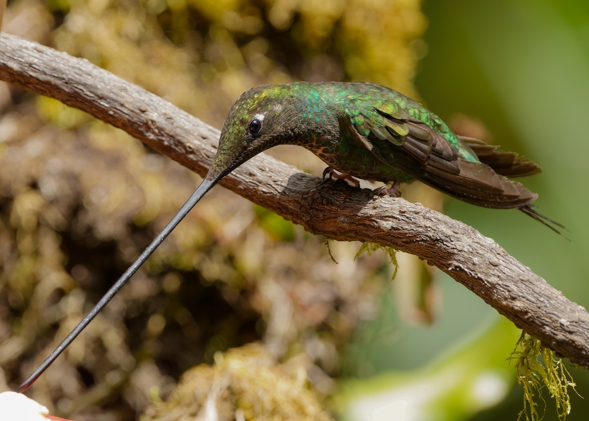 Sword-billed Hummingbird - ML582683471