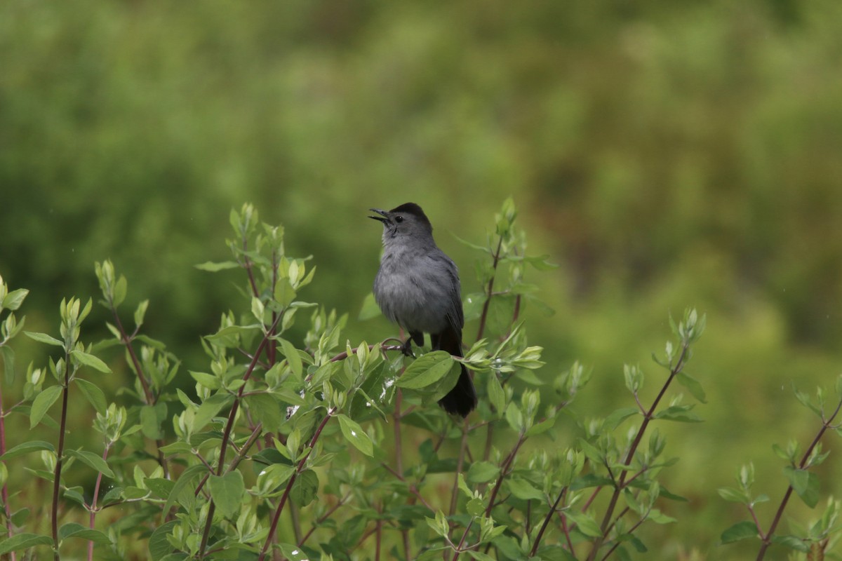 Gray Catbird - ML582683891